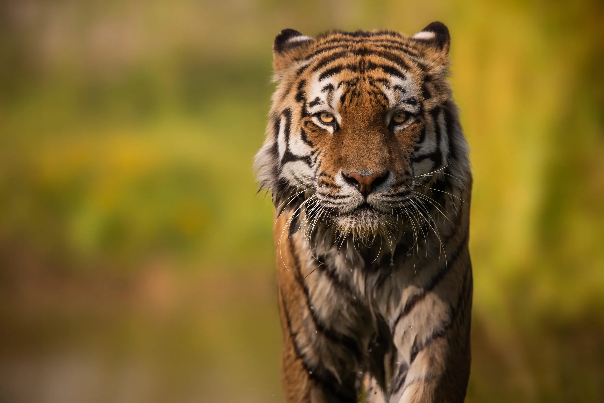 Amur Tiger Approaching