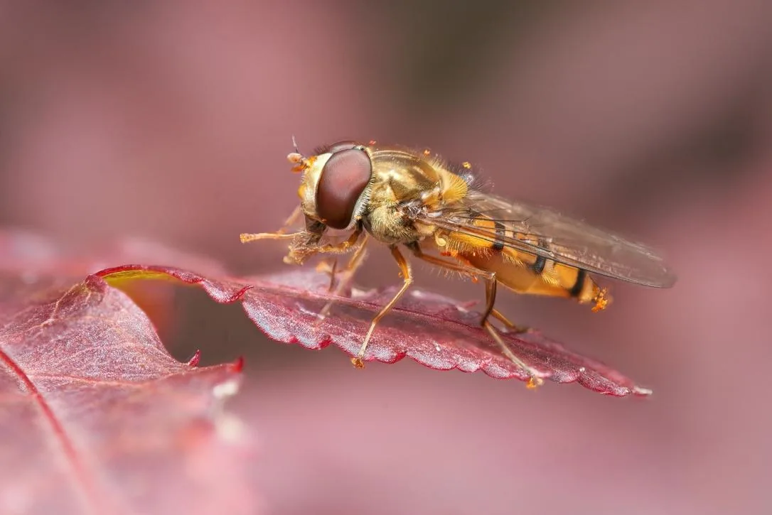 Pollen-dusted Hoverfly