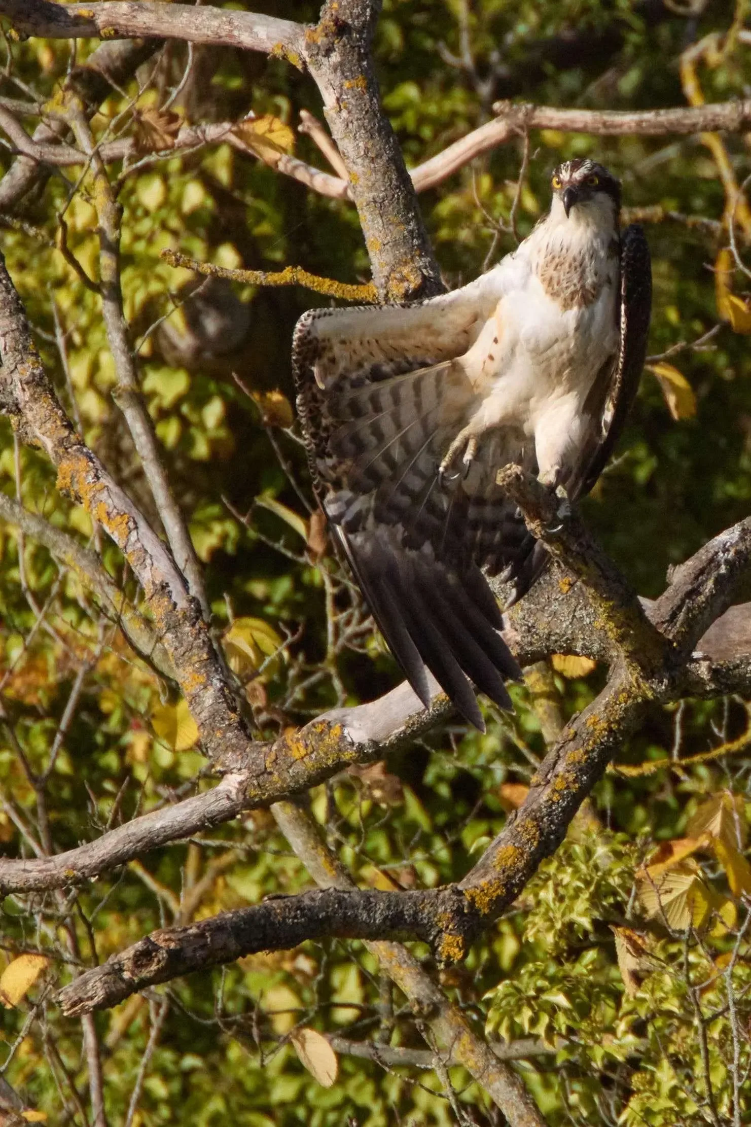 Drying the Wings