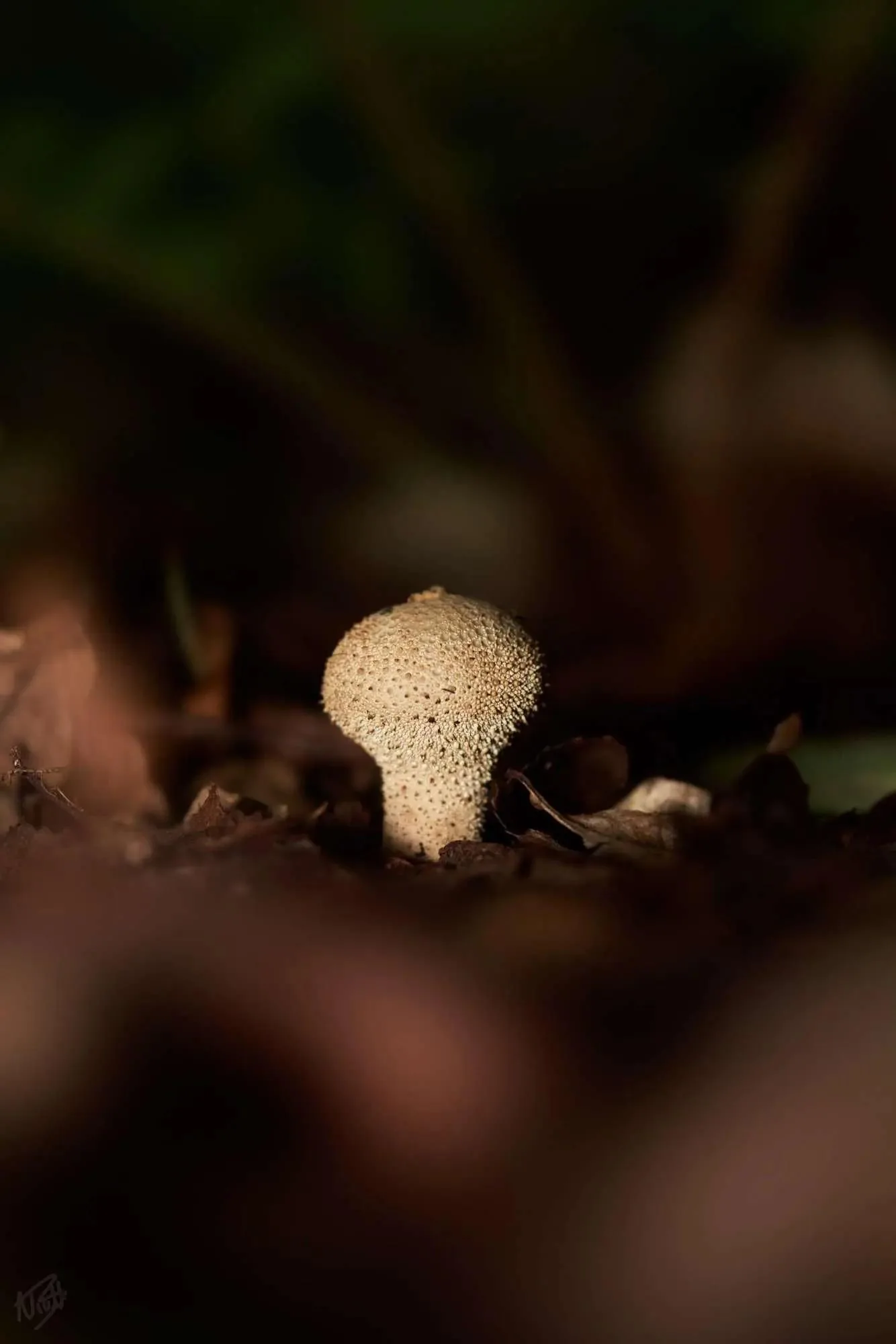 Puffball