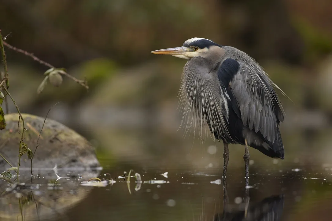 Great Blue Heron