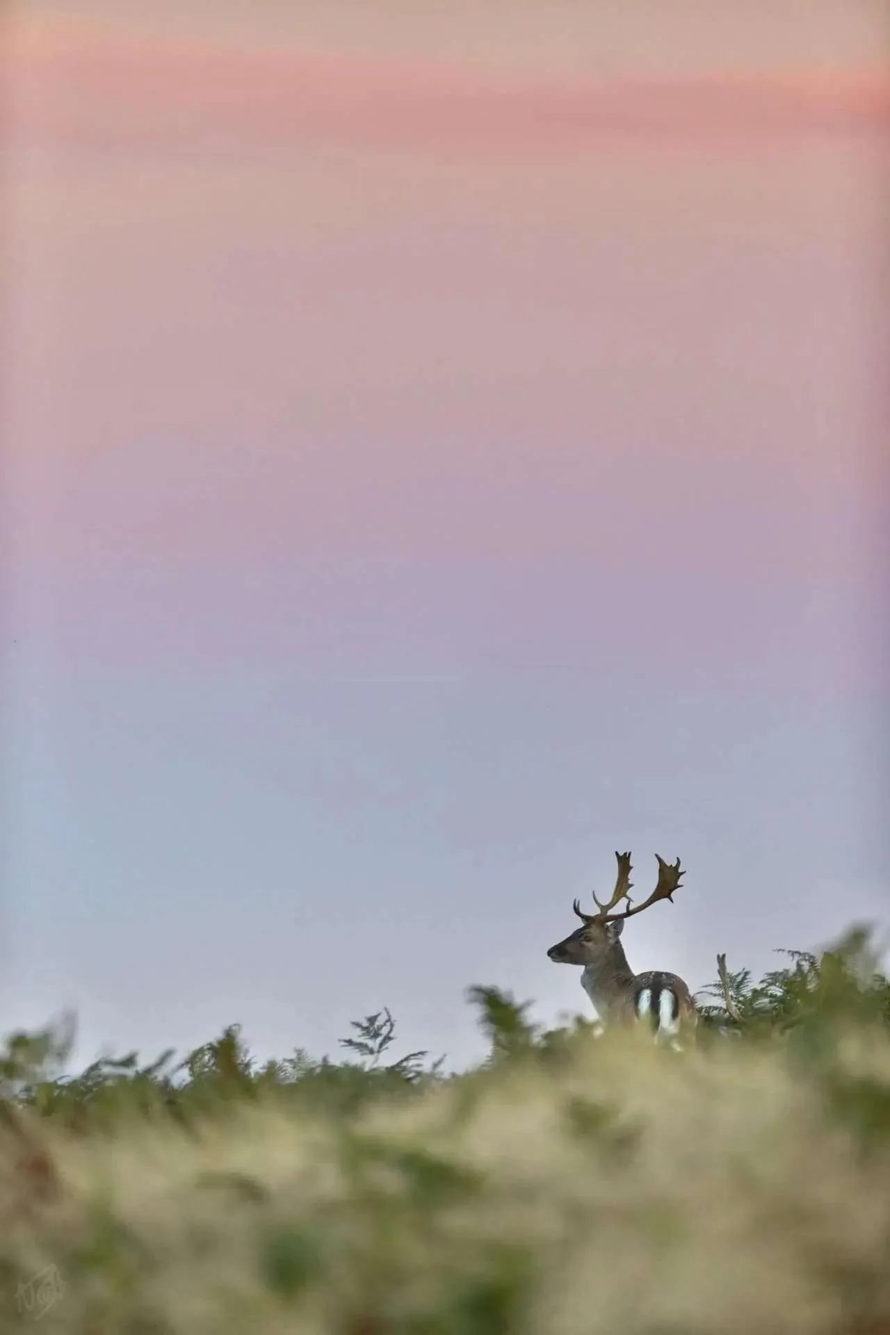 Fallow Buck at Dawn