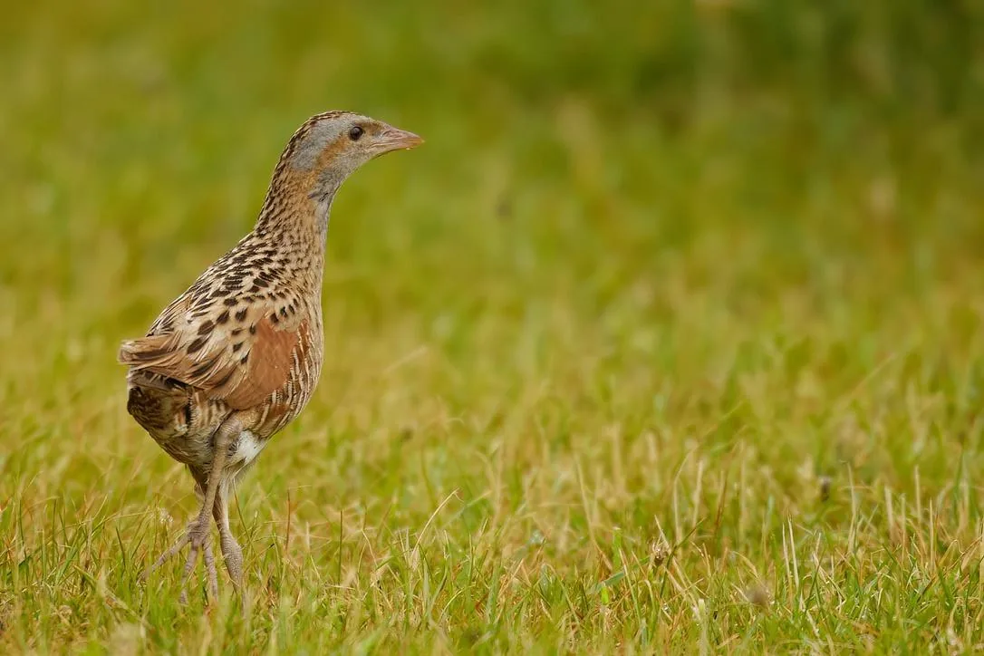 Corncrake in the Open