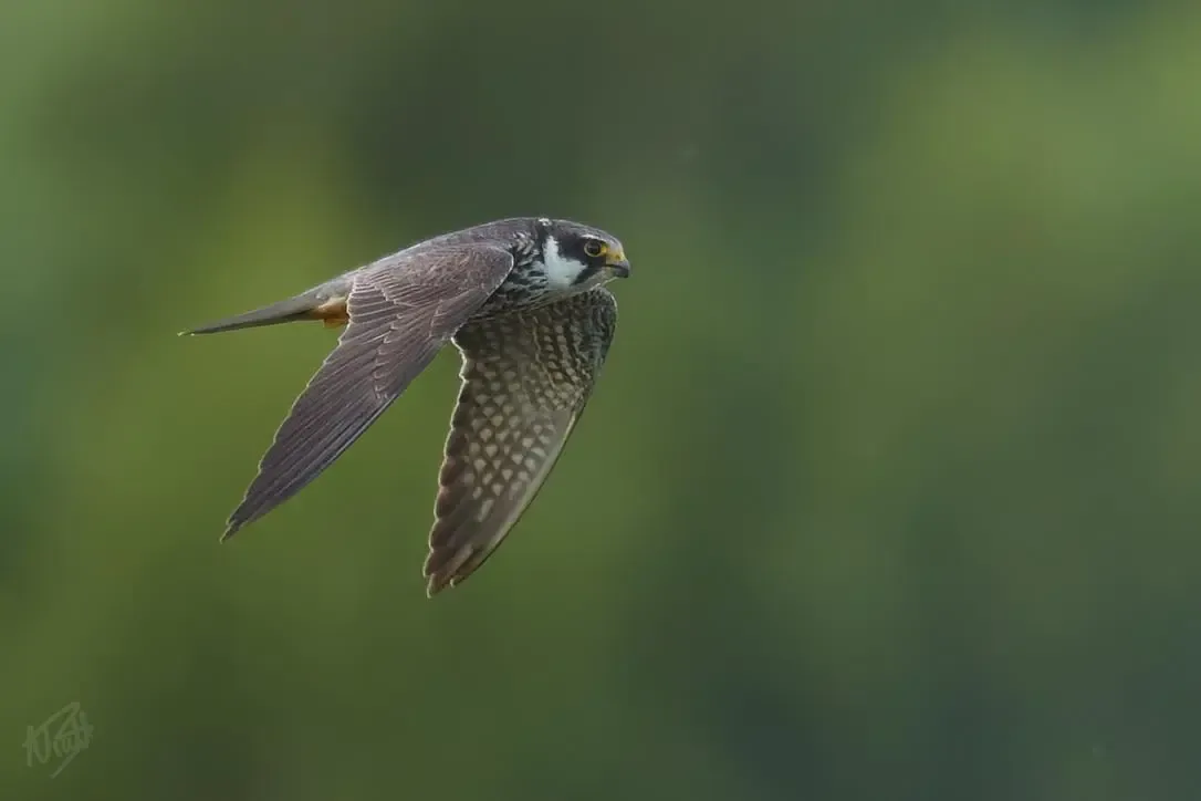 Hobby Hunting Dragonflies