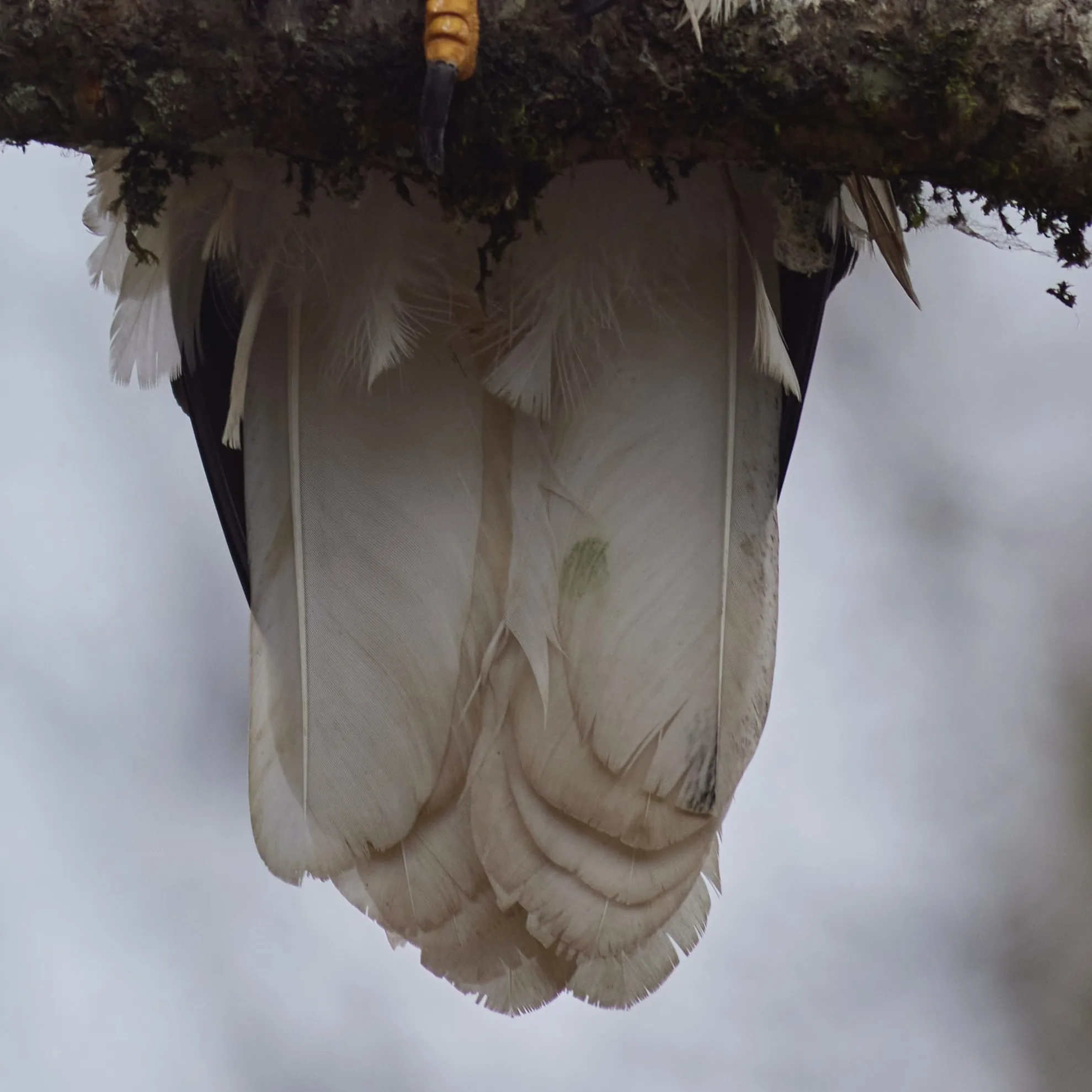 Full Adult Tail