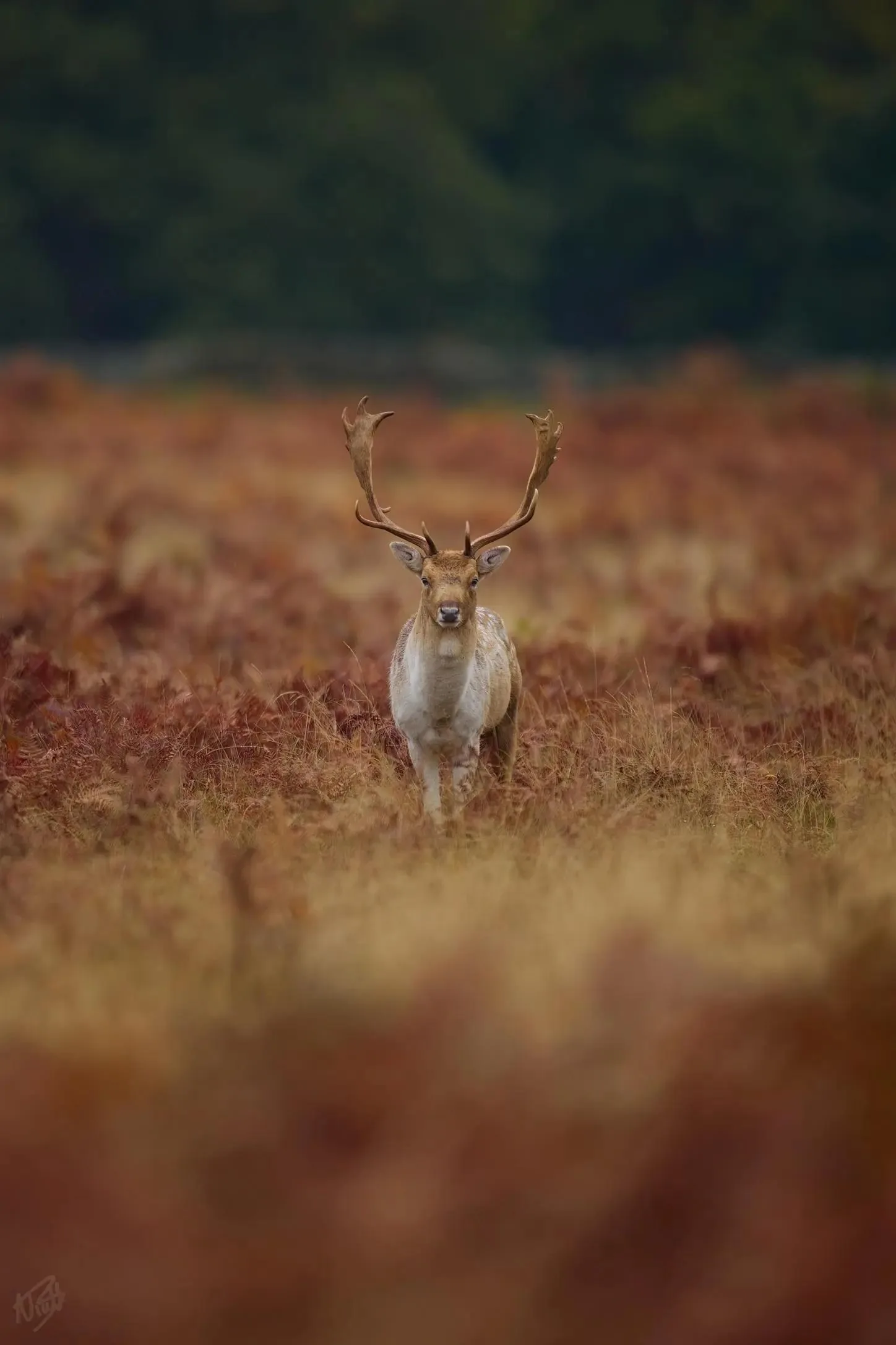 Fallow Buck Head-On
