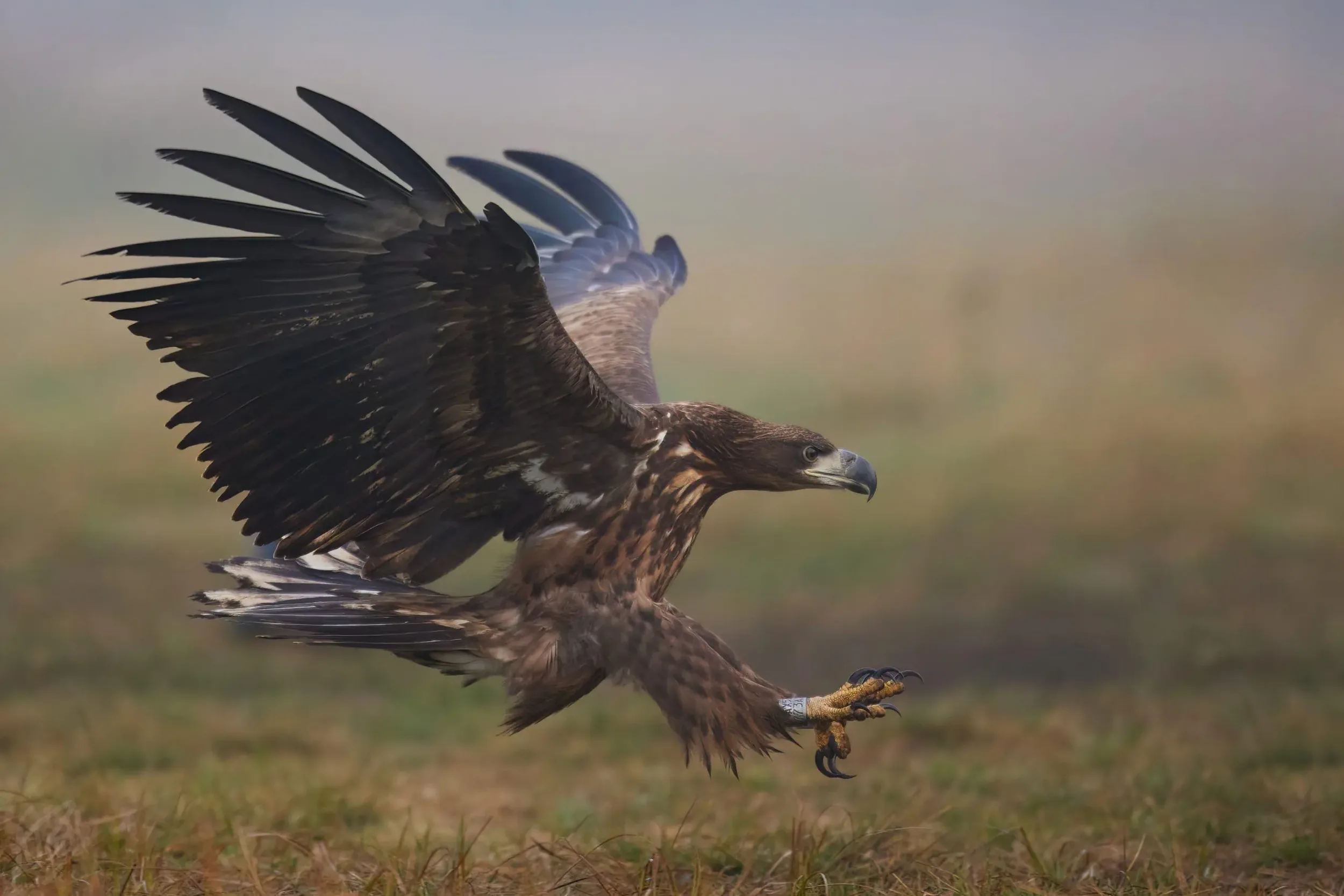 Juvenile Landing in the Mist
