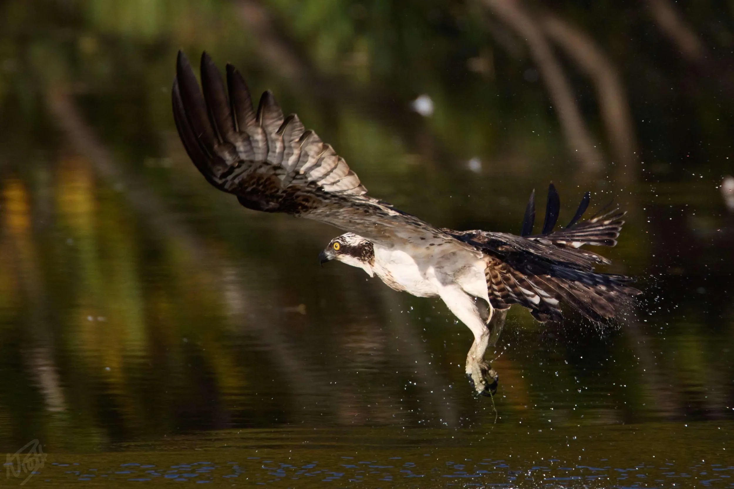 Osprey Empty-Handed