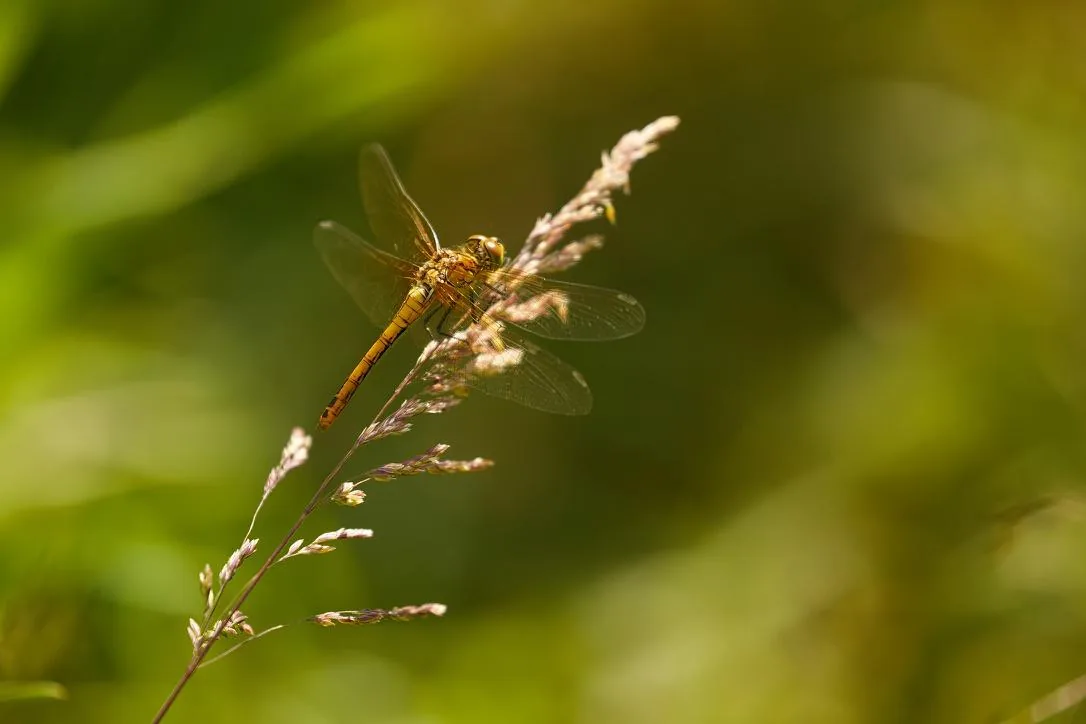 Common Darter