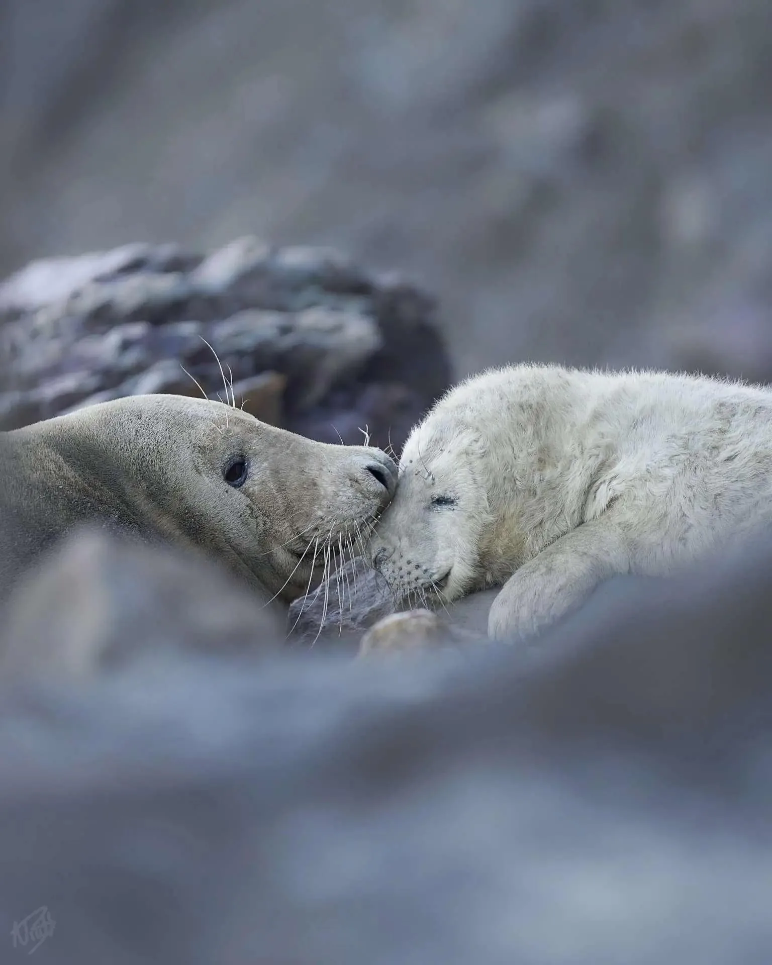 Mother and Pup