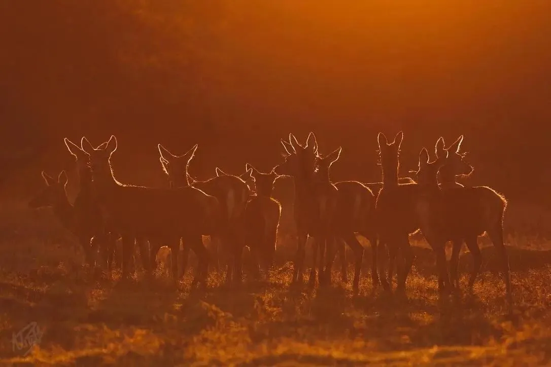 Herd at Sunrise