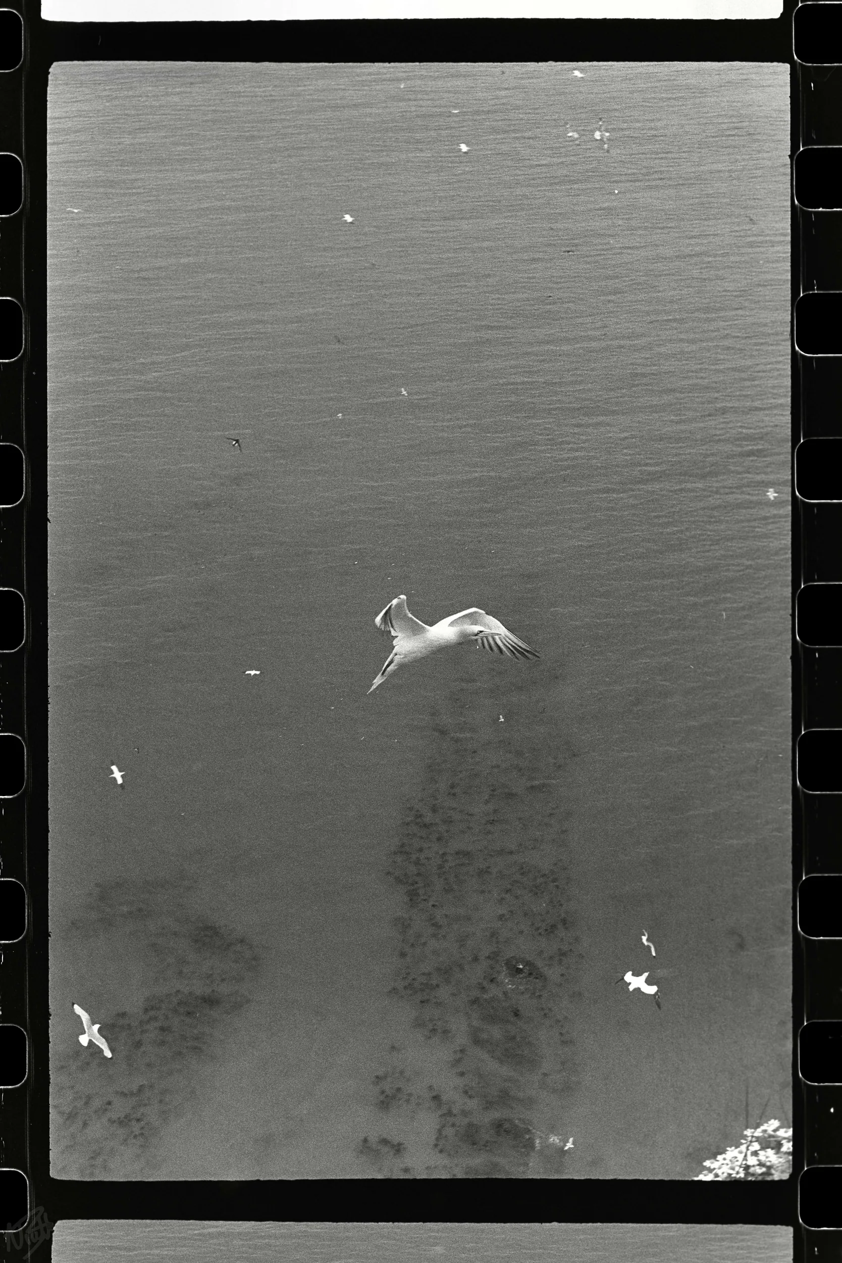 Gannet in Flight