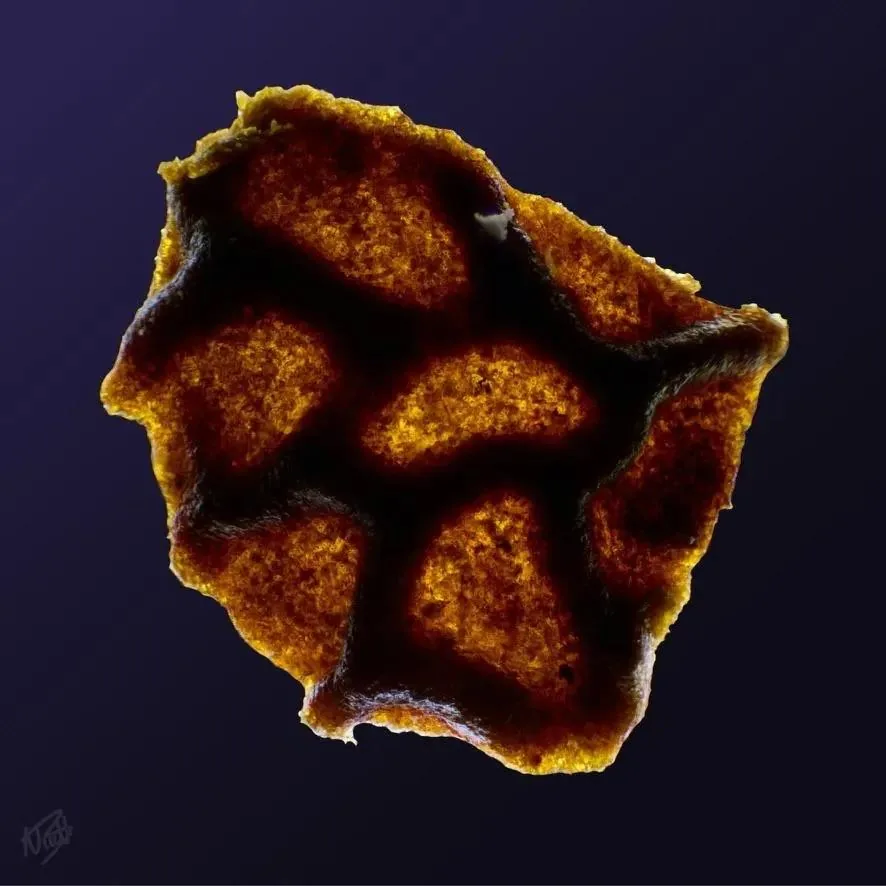 Plant Spore