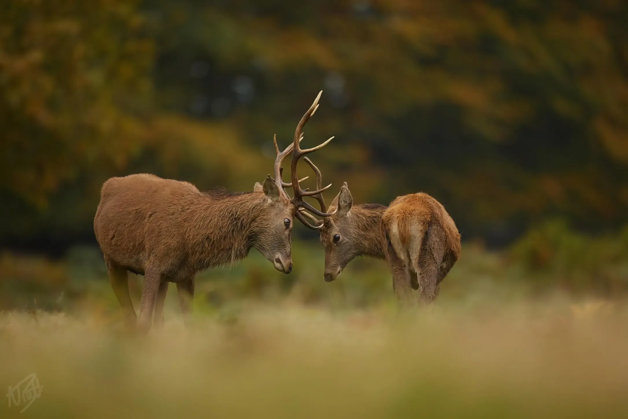 Young Stag and Hind