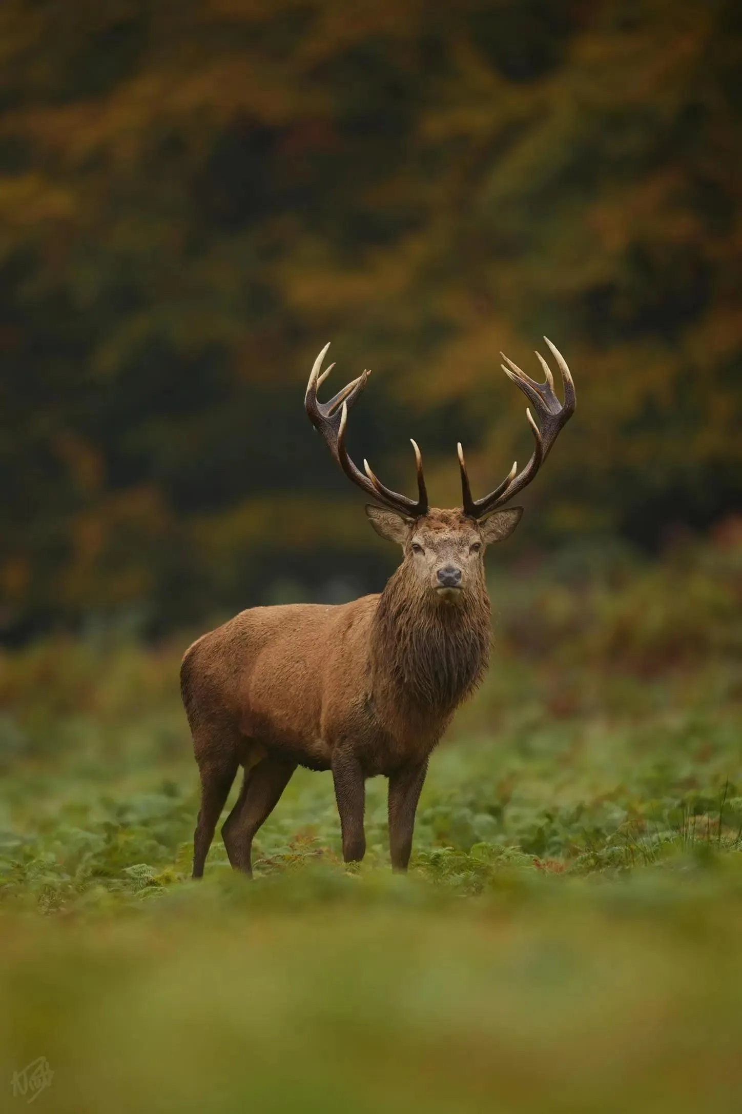 Autumn Stag Portrait