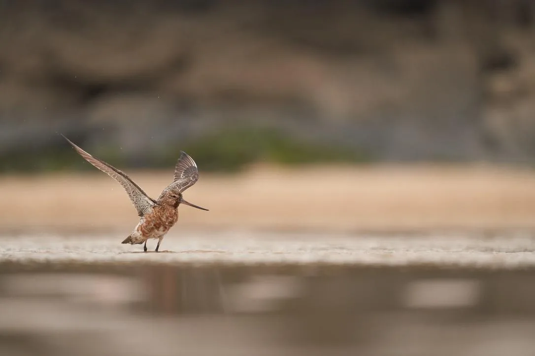 Bar-tailed Godwit Taking Flight