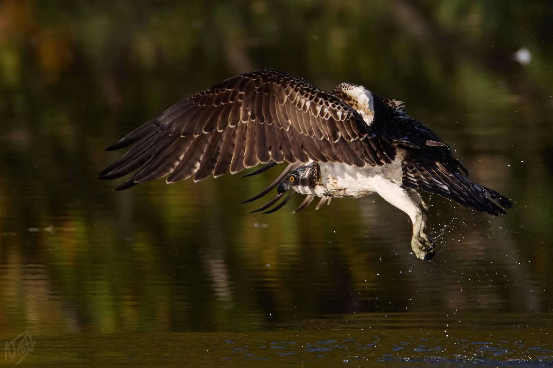 Osprey