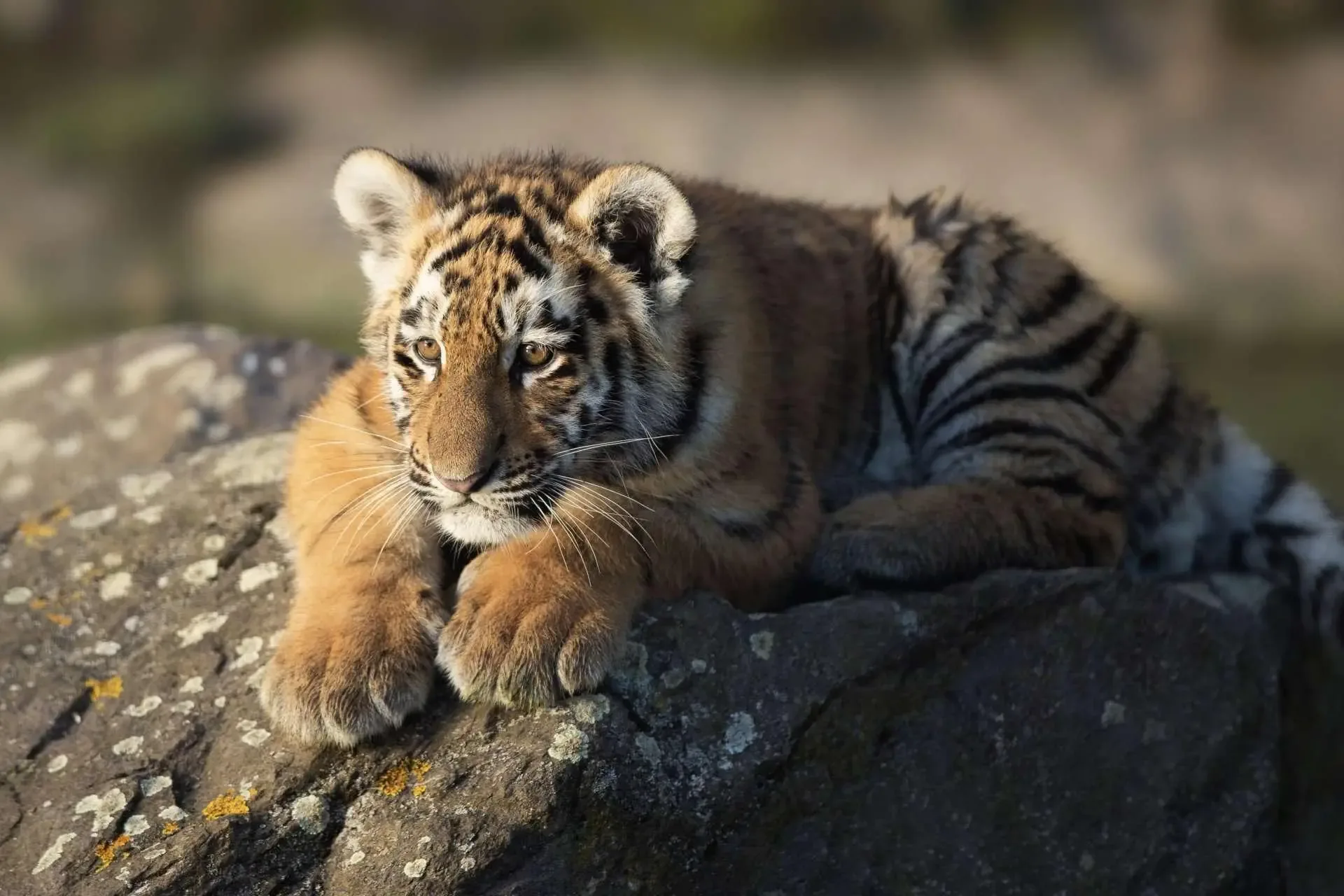 Cub on the Rocks