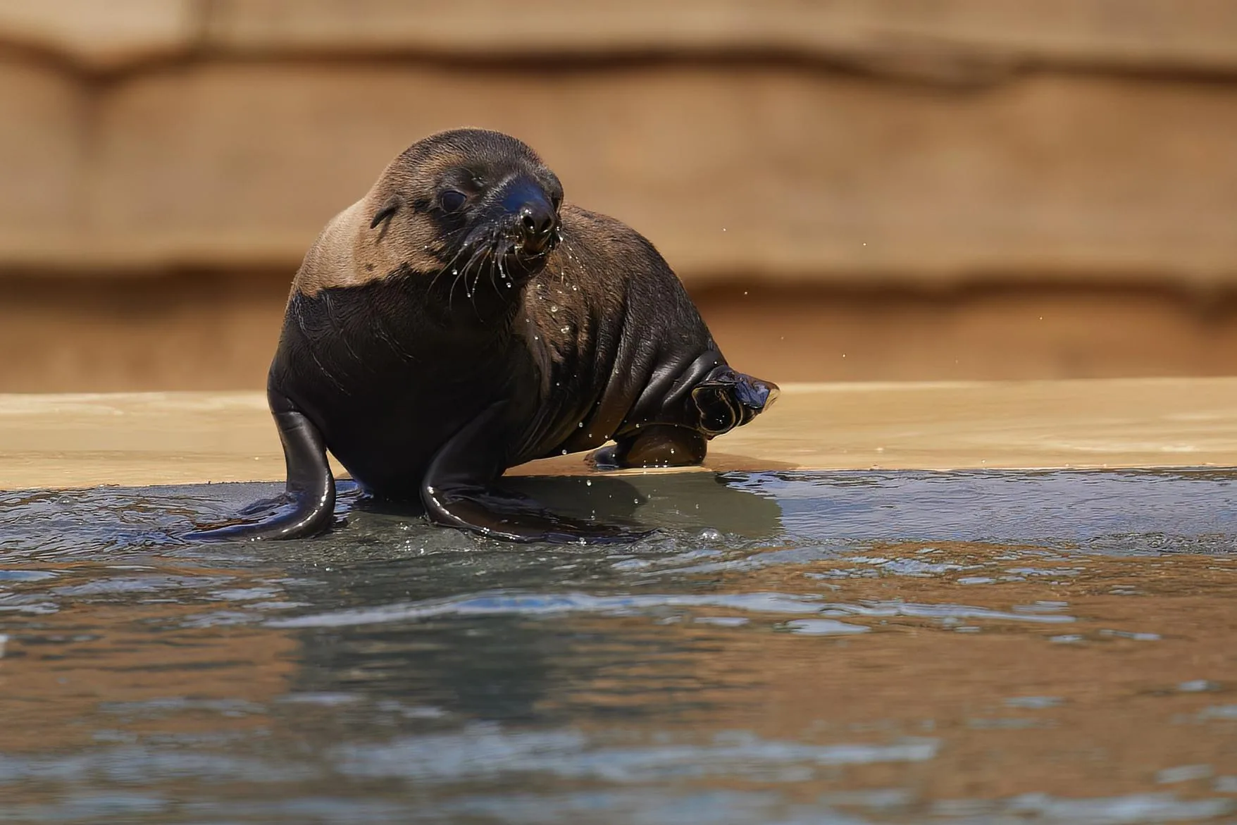 Fur Seal at the Pool