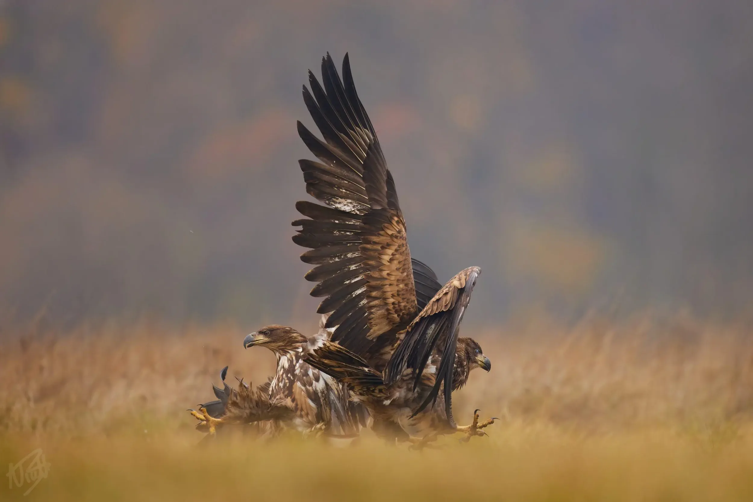 Eagles Wrestling