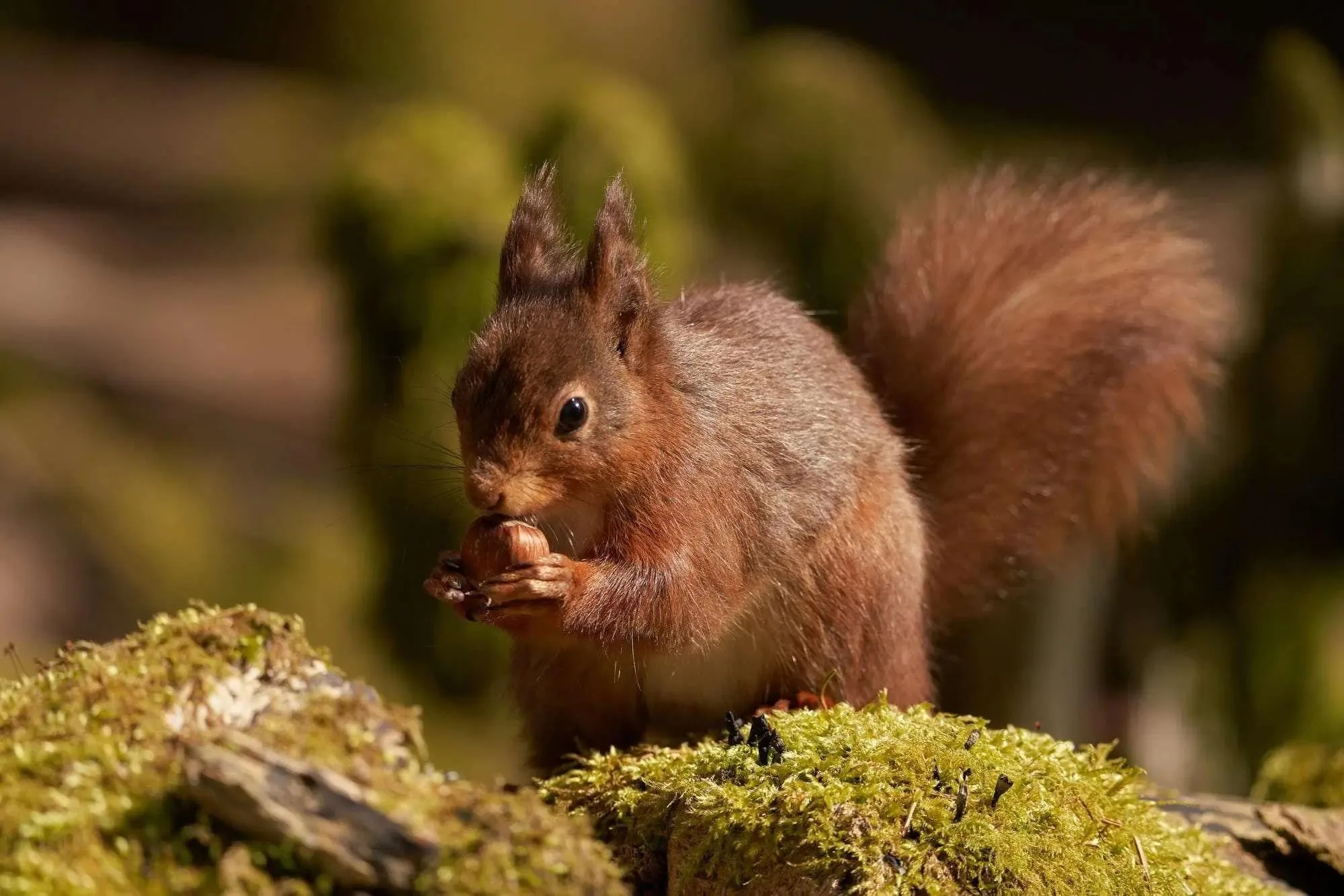 Hazelnut