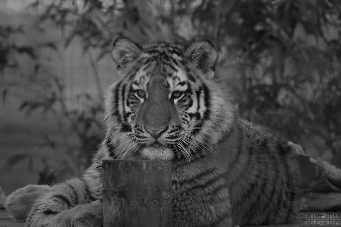 Tiger Cub Portrait