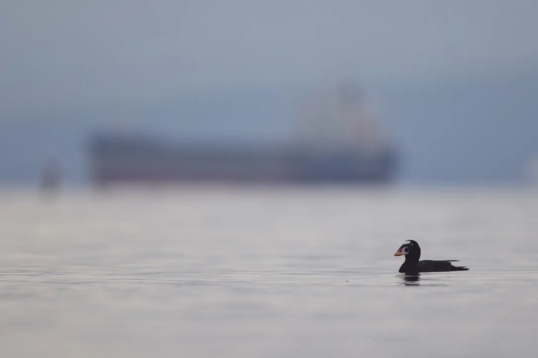 Surf Scoter