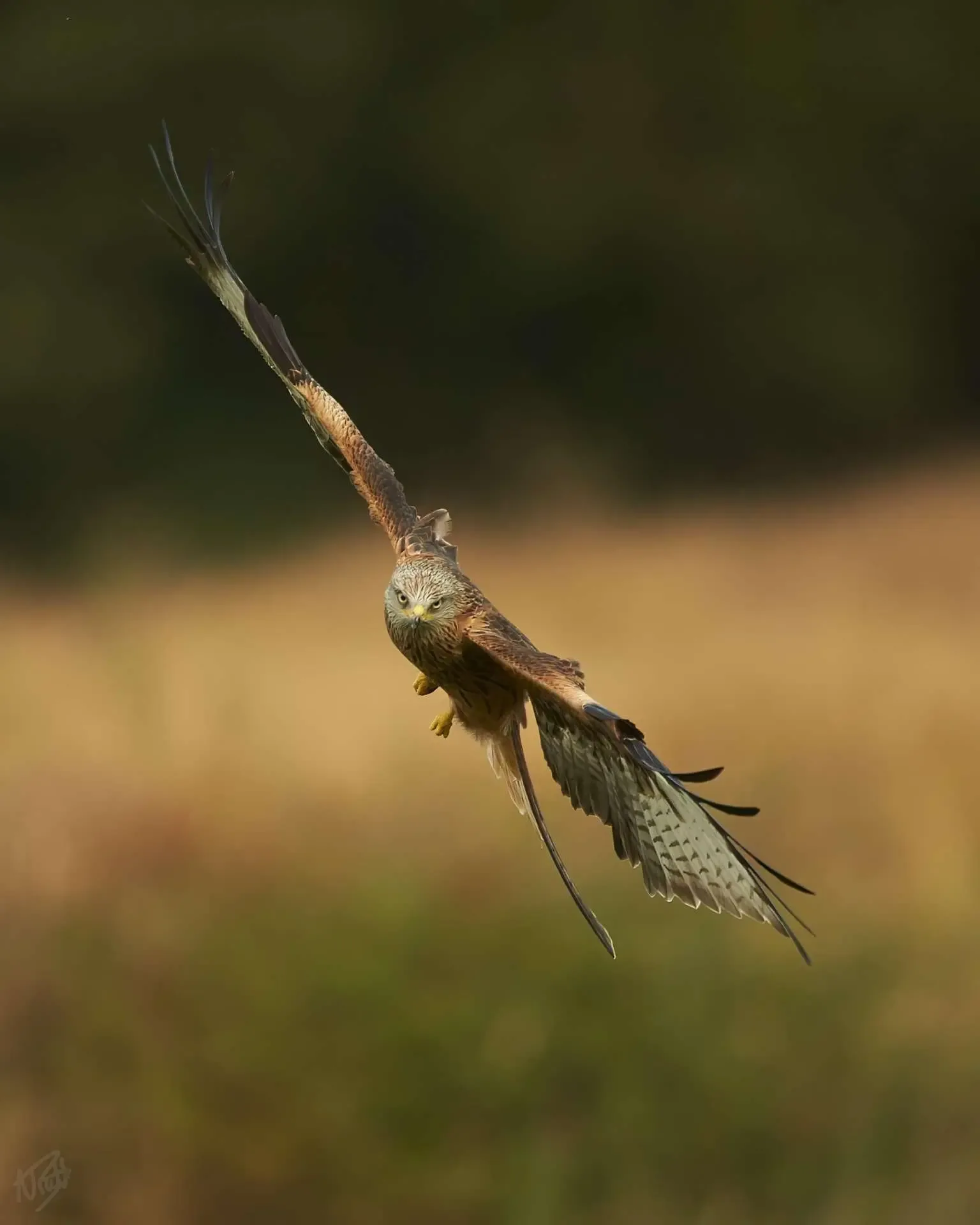 Low Pass Over the Field