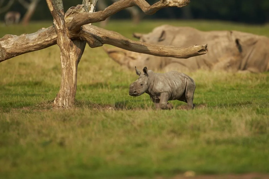 White Rhino Calf