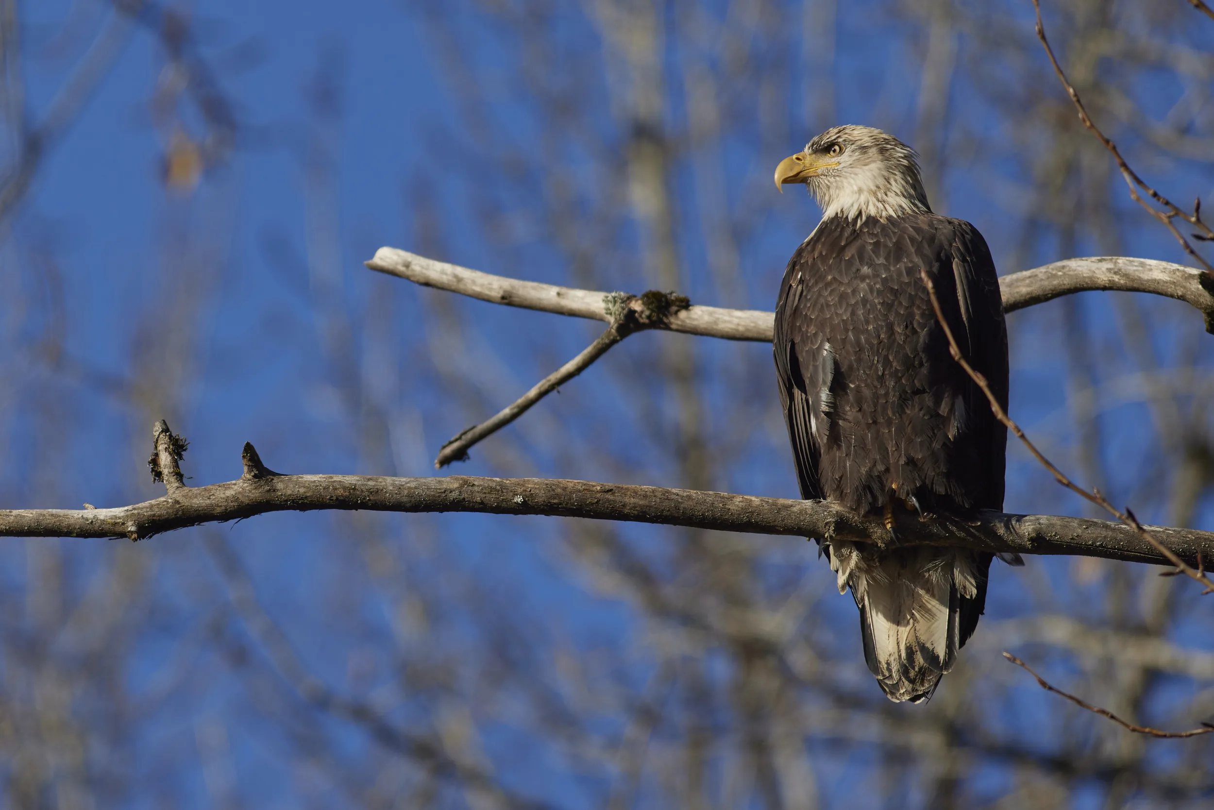 Adult on the Bare Branch
