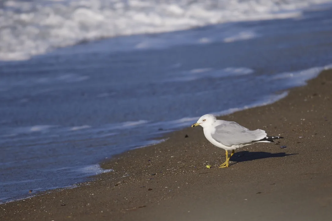 Ring-billed Gull on the Shore