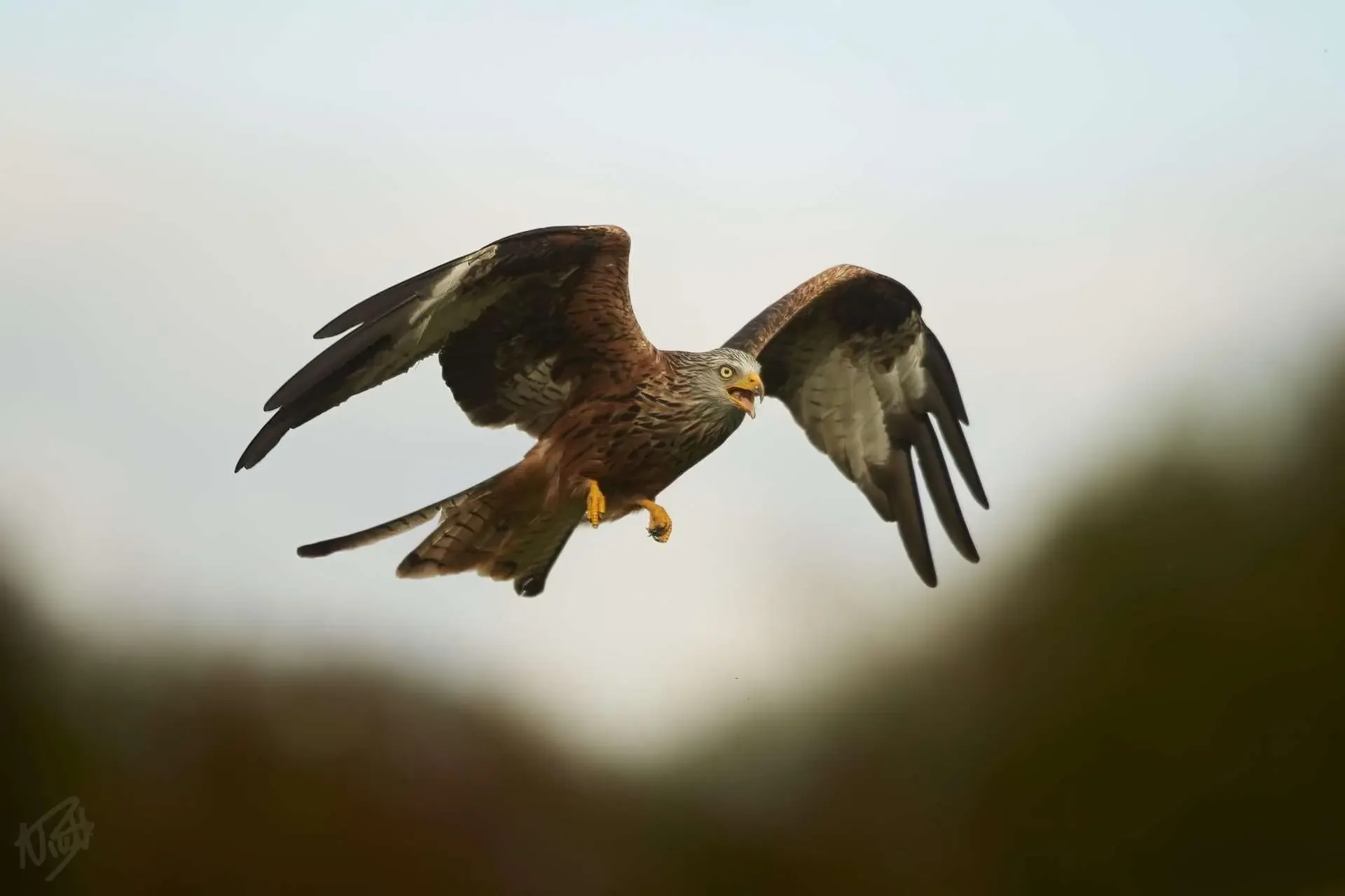 The Red Kite