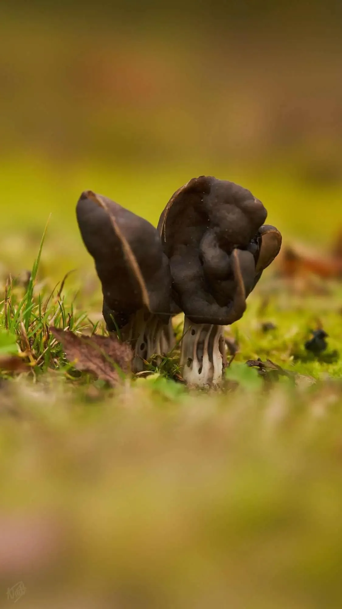 Black Saddle
