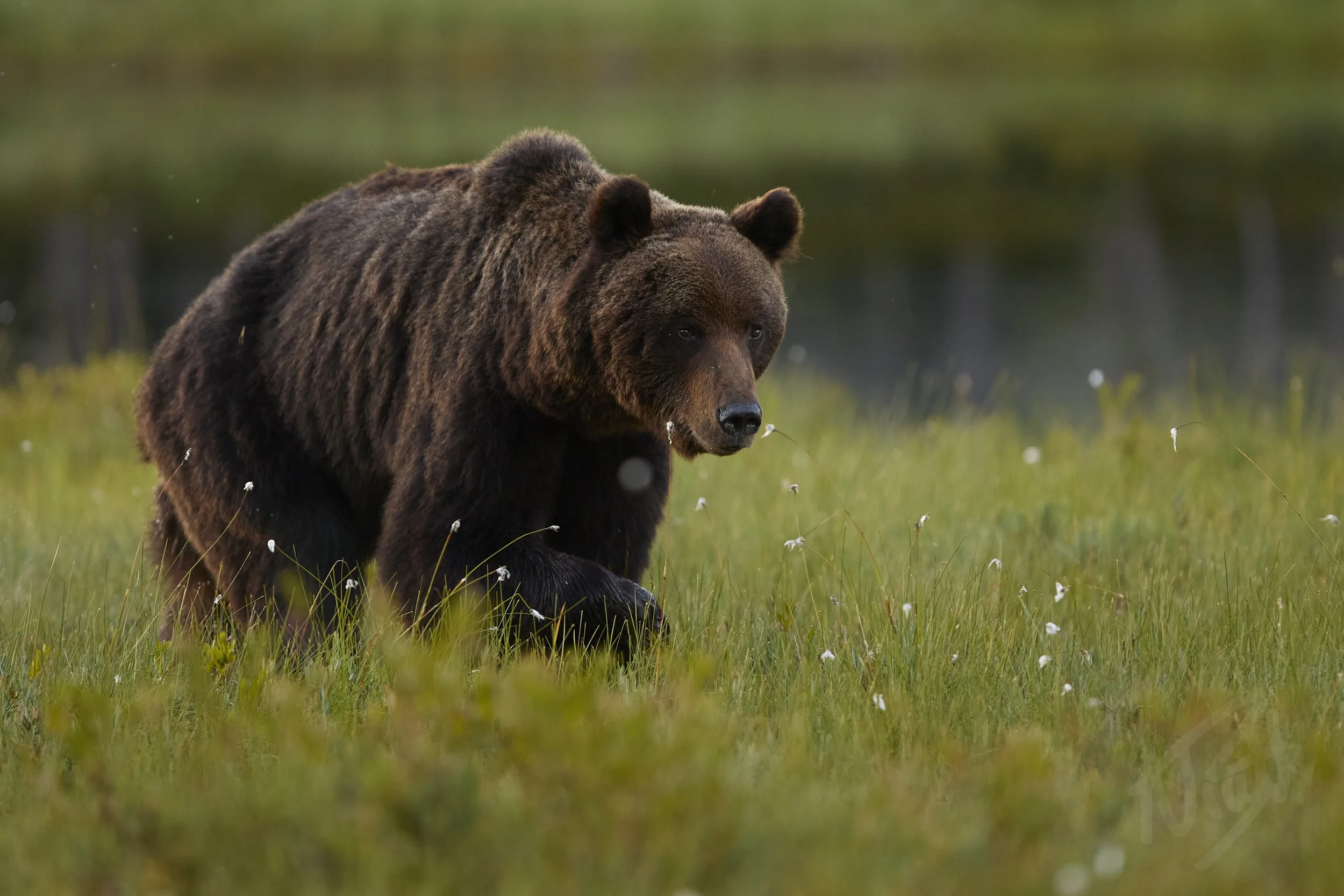 Brown Bear