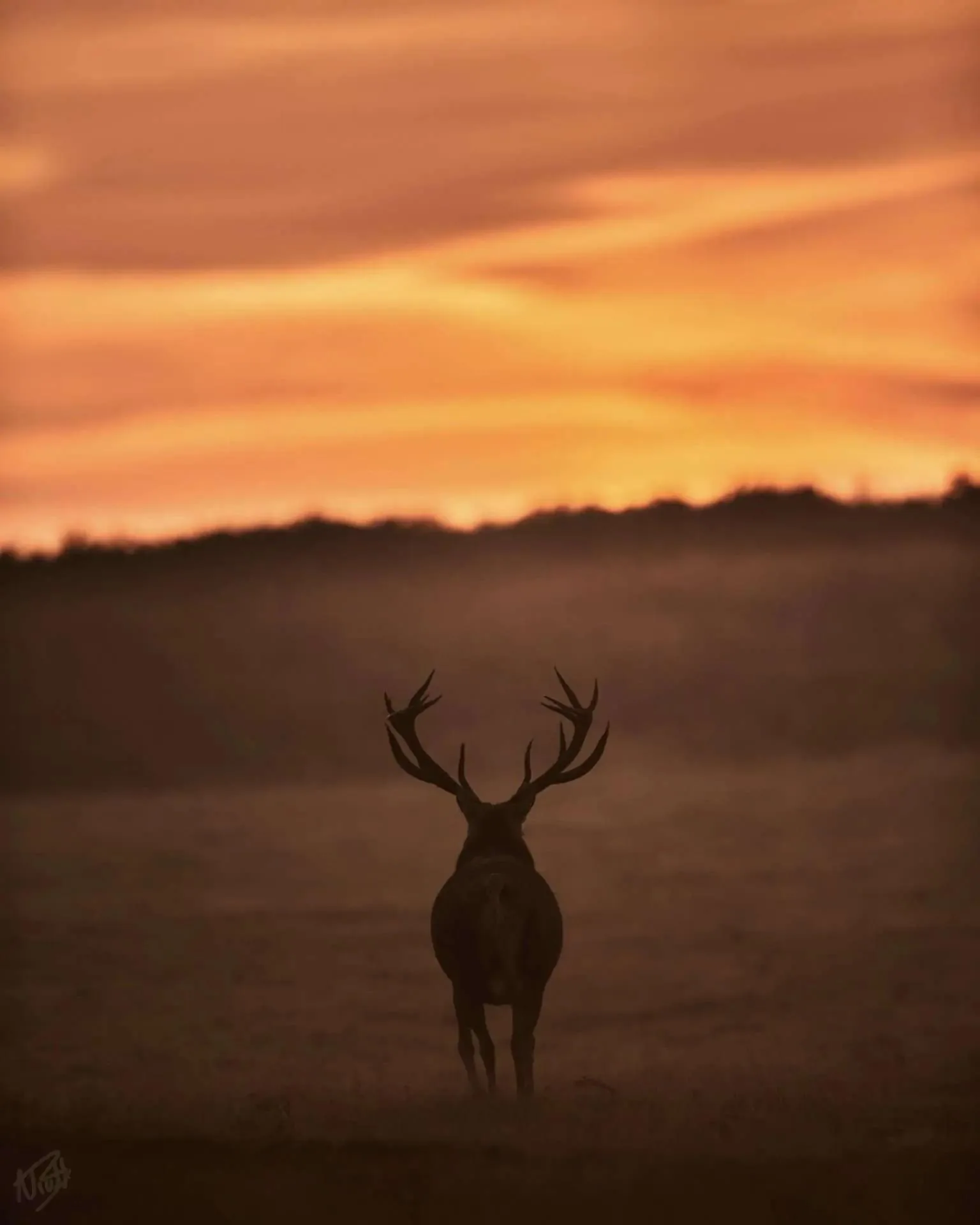 Stag Walking Into Sunset