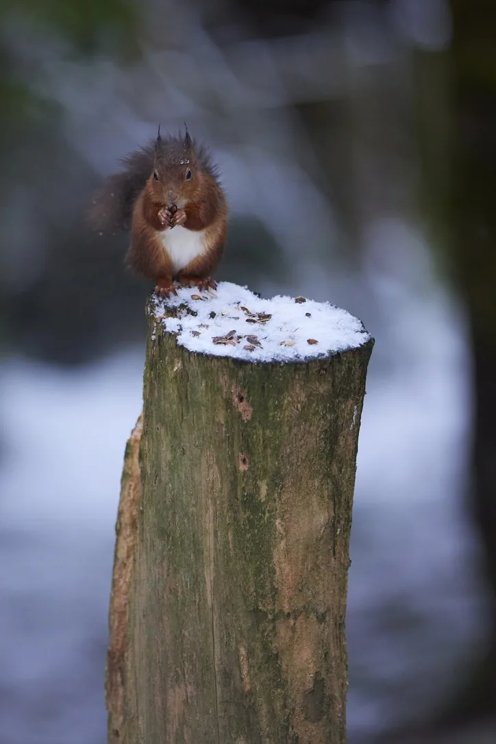 Winter Post