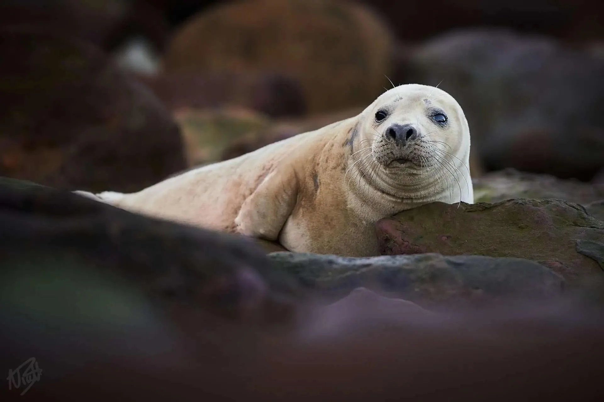Seal Pup on the Rocks