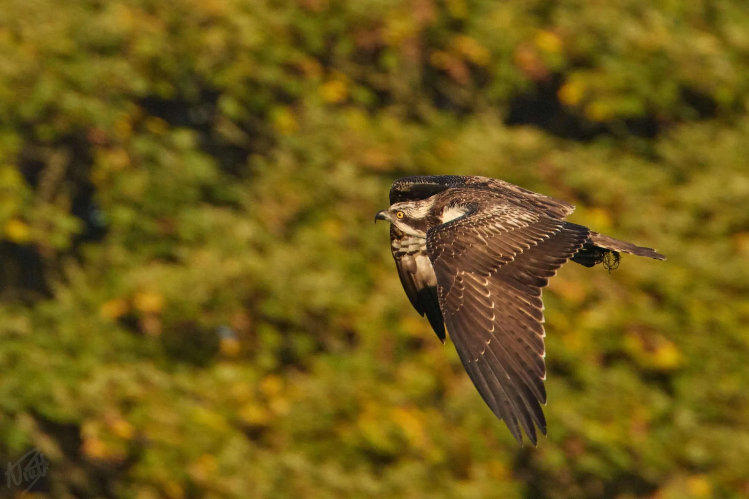 Osprey in Autumn Light