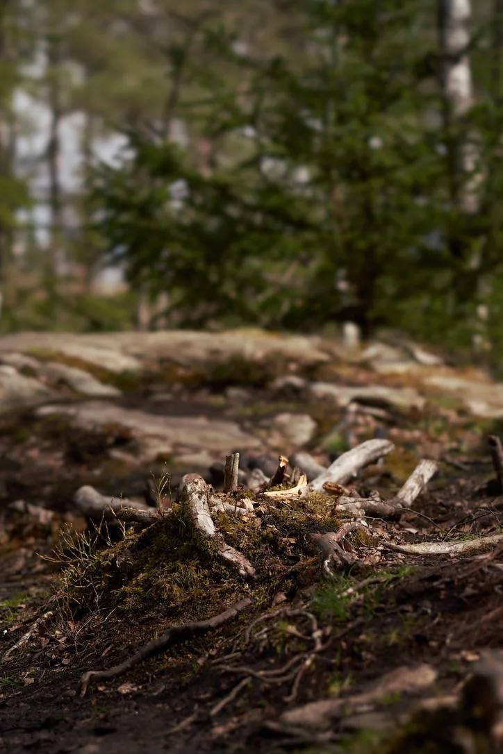 Forest Floor, Cairngorms