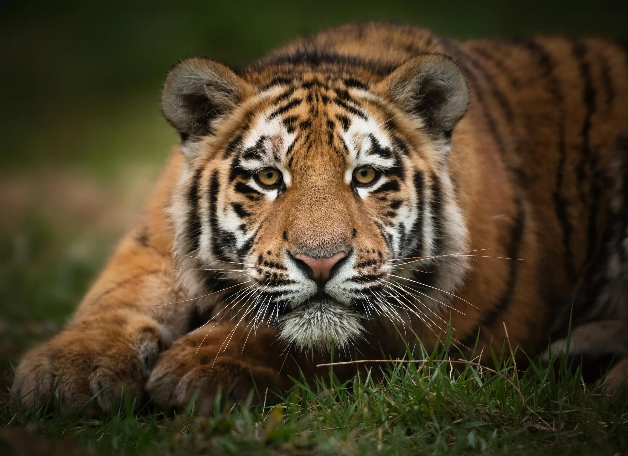 Young Tiger Portrait