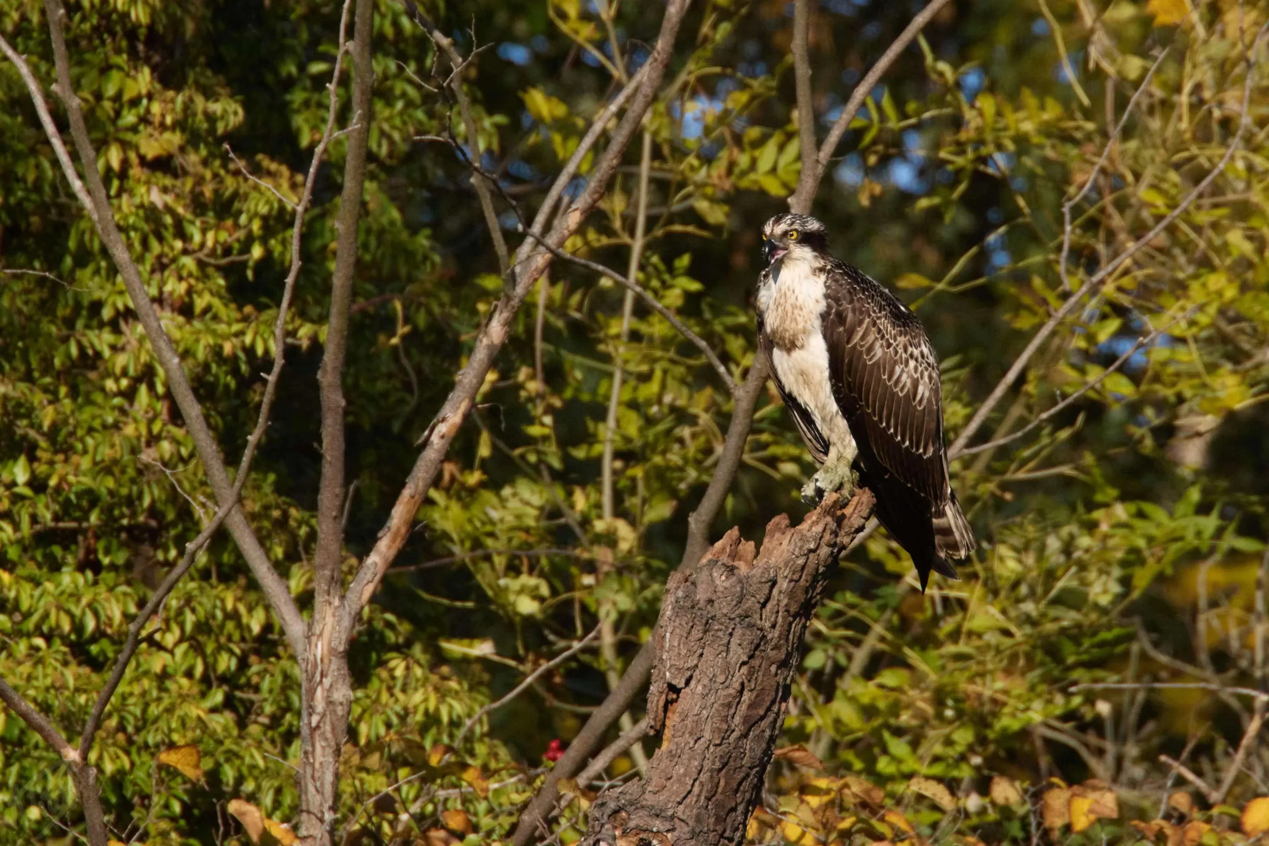 Osprey on the Stump