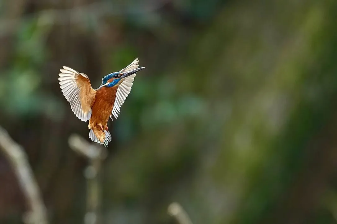 Hovering Before the Dive