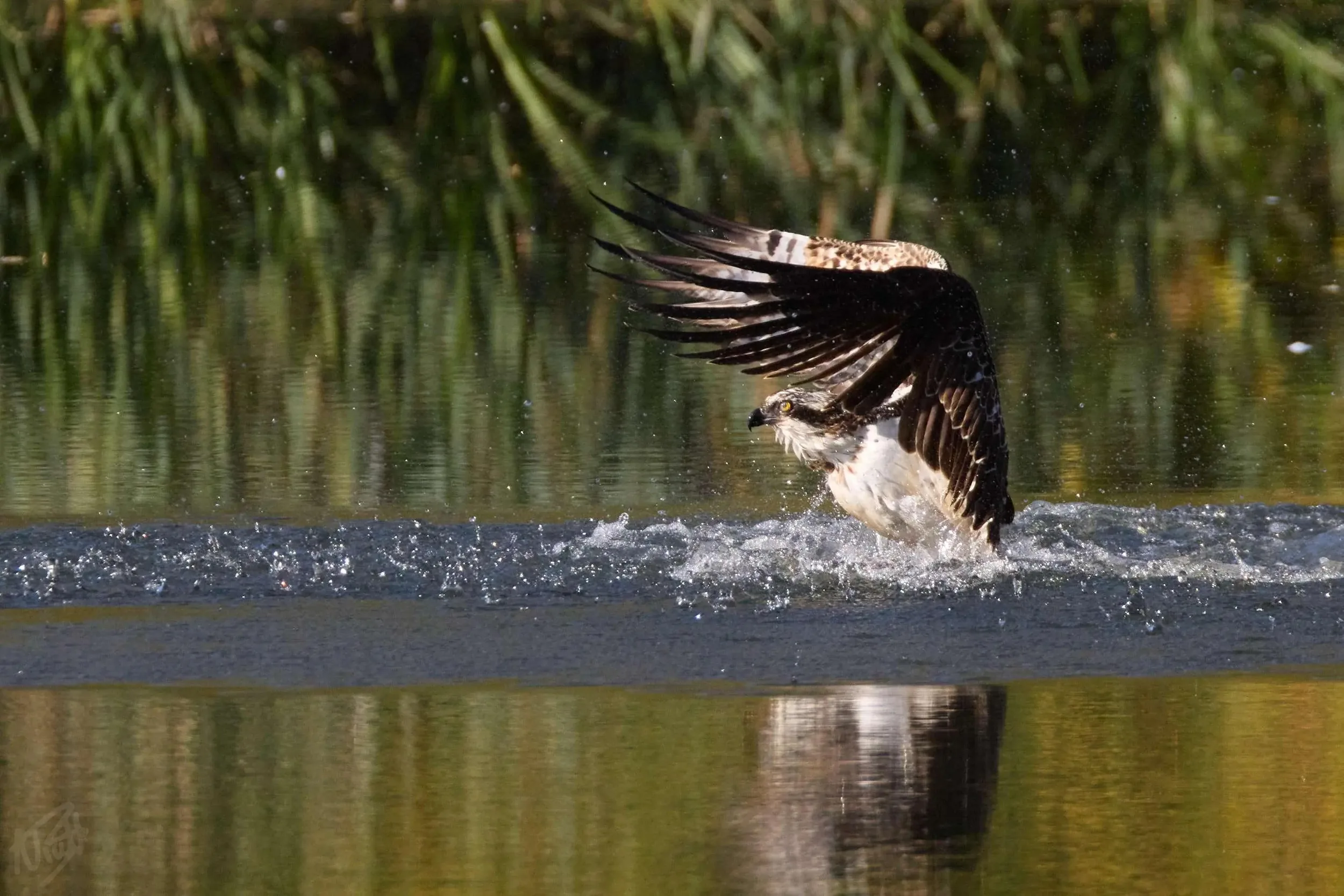 Lifting Off After the Dive