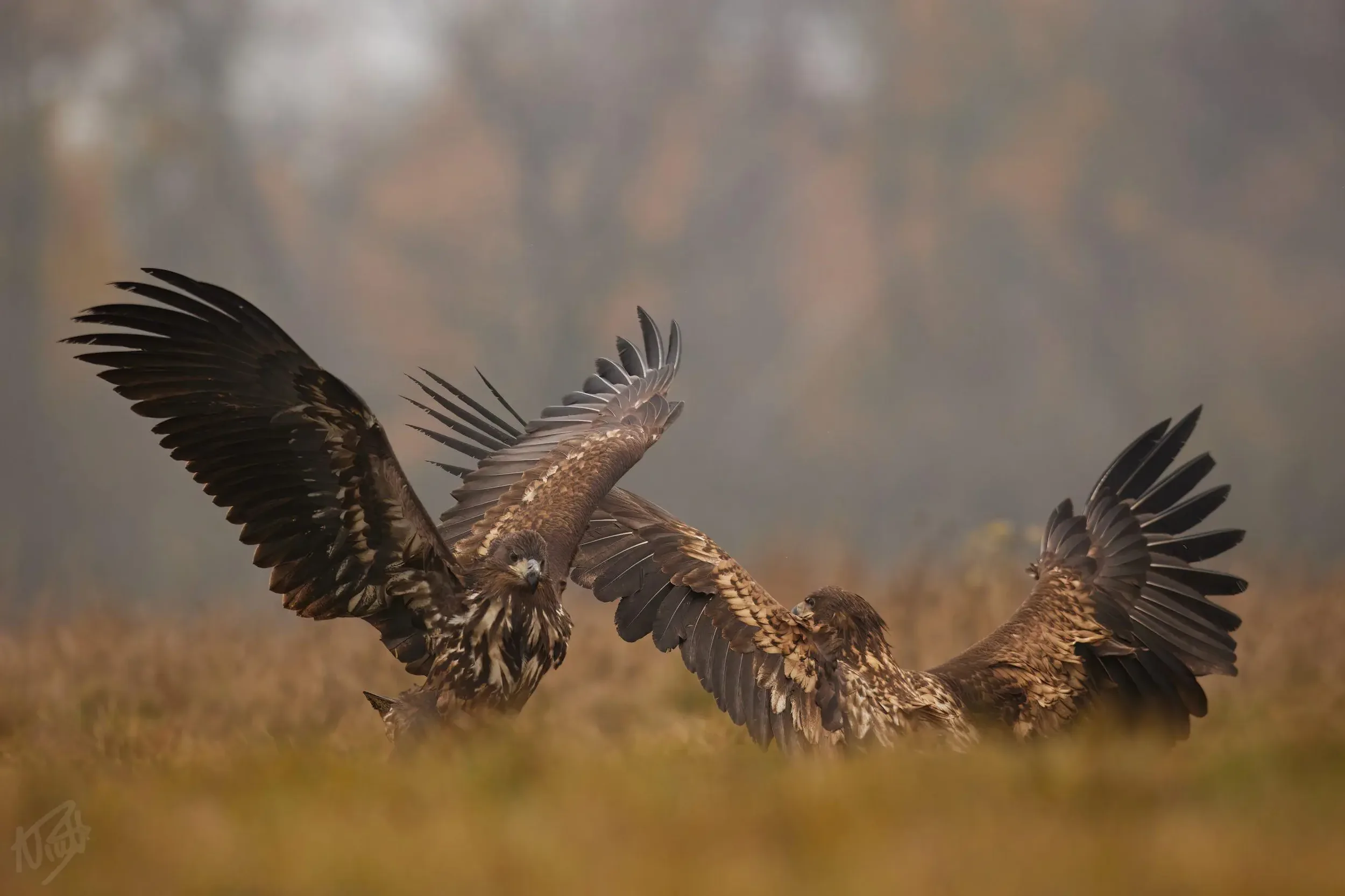Two Eagles Confronting