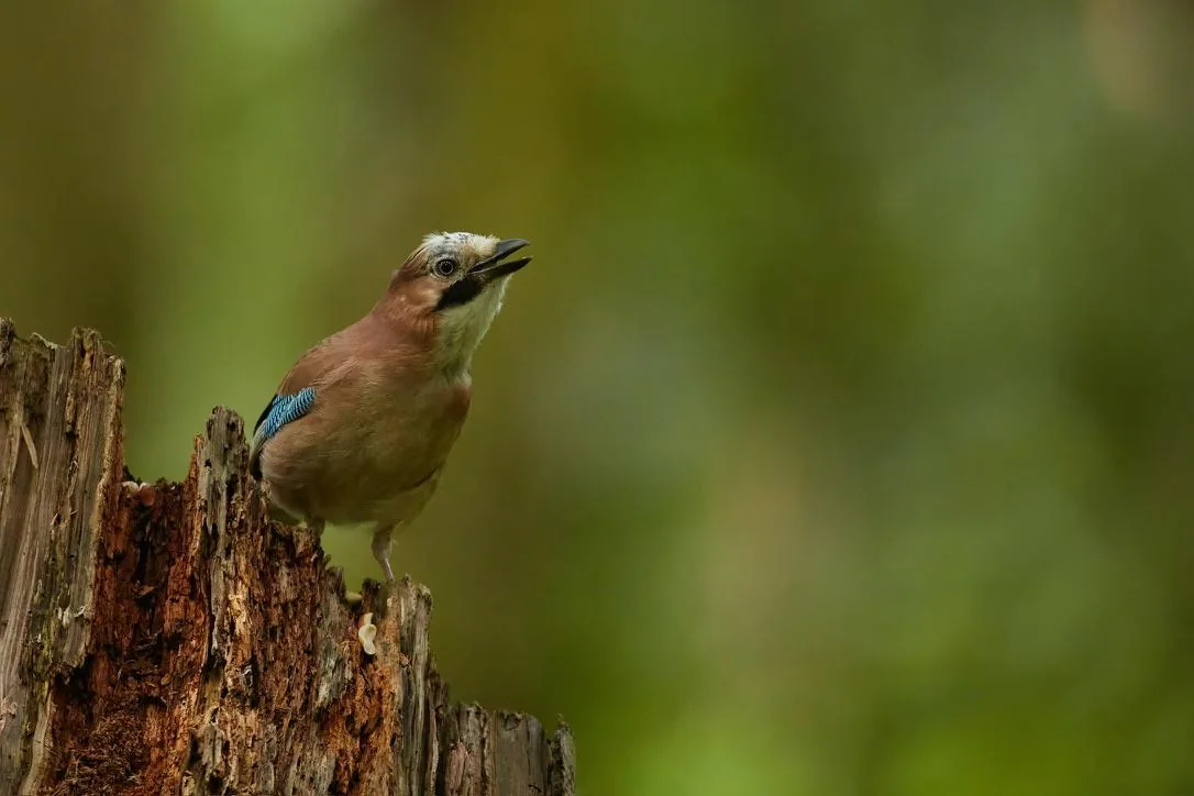 Jay Calling from the Stump