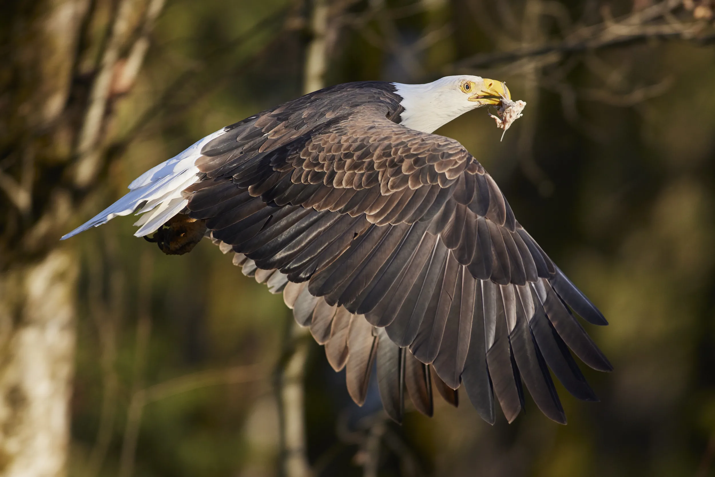 Eagle Carrying Fish in Flight