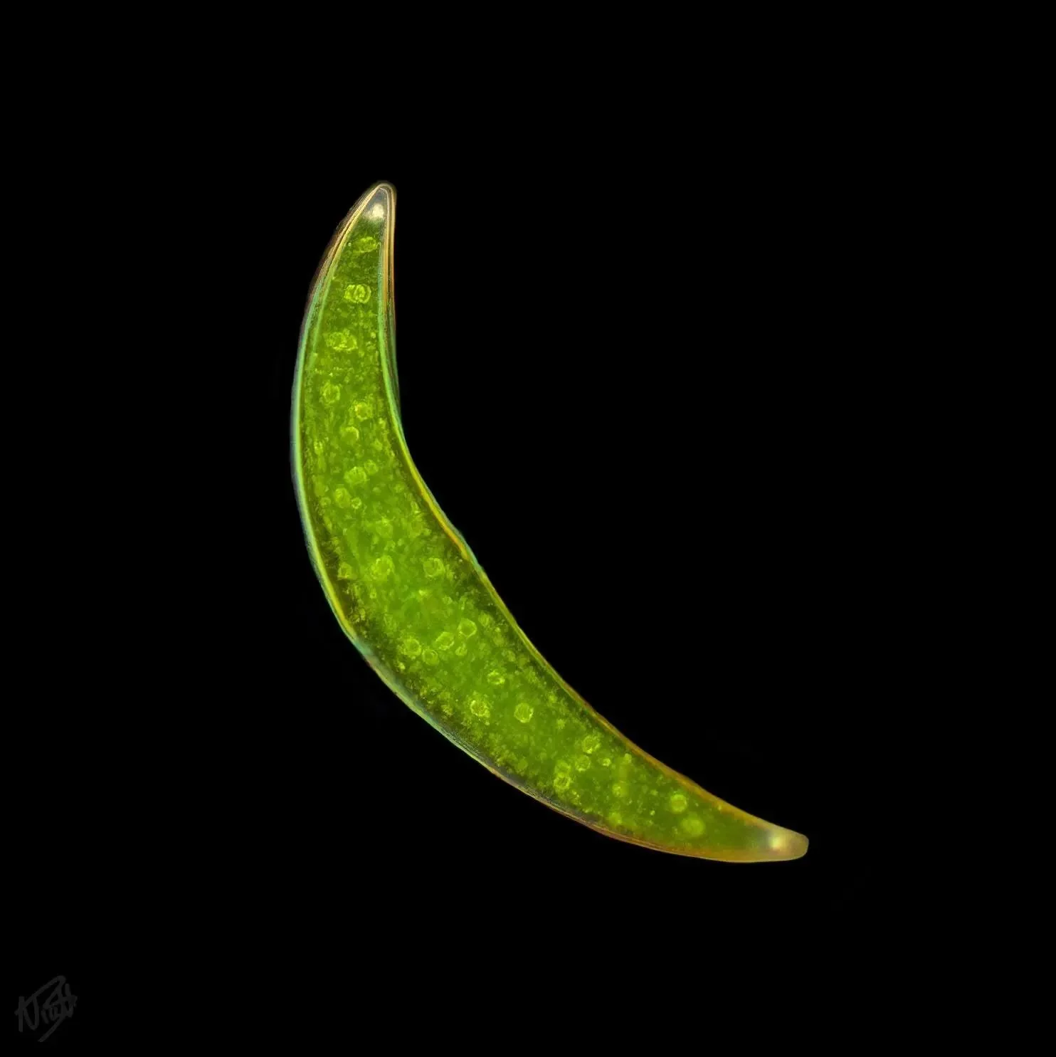 Closterium