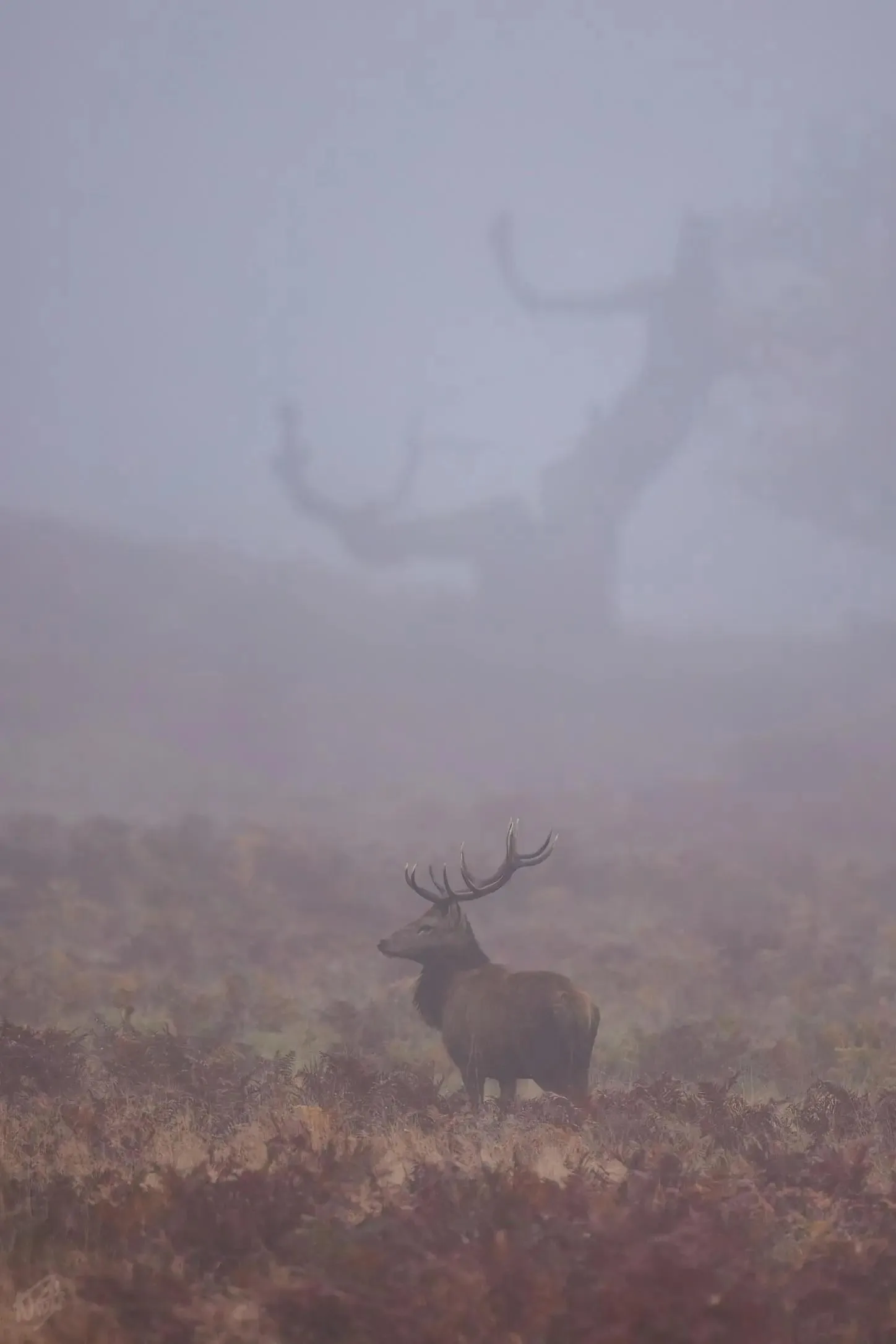 Stag in the Fog