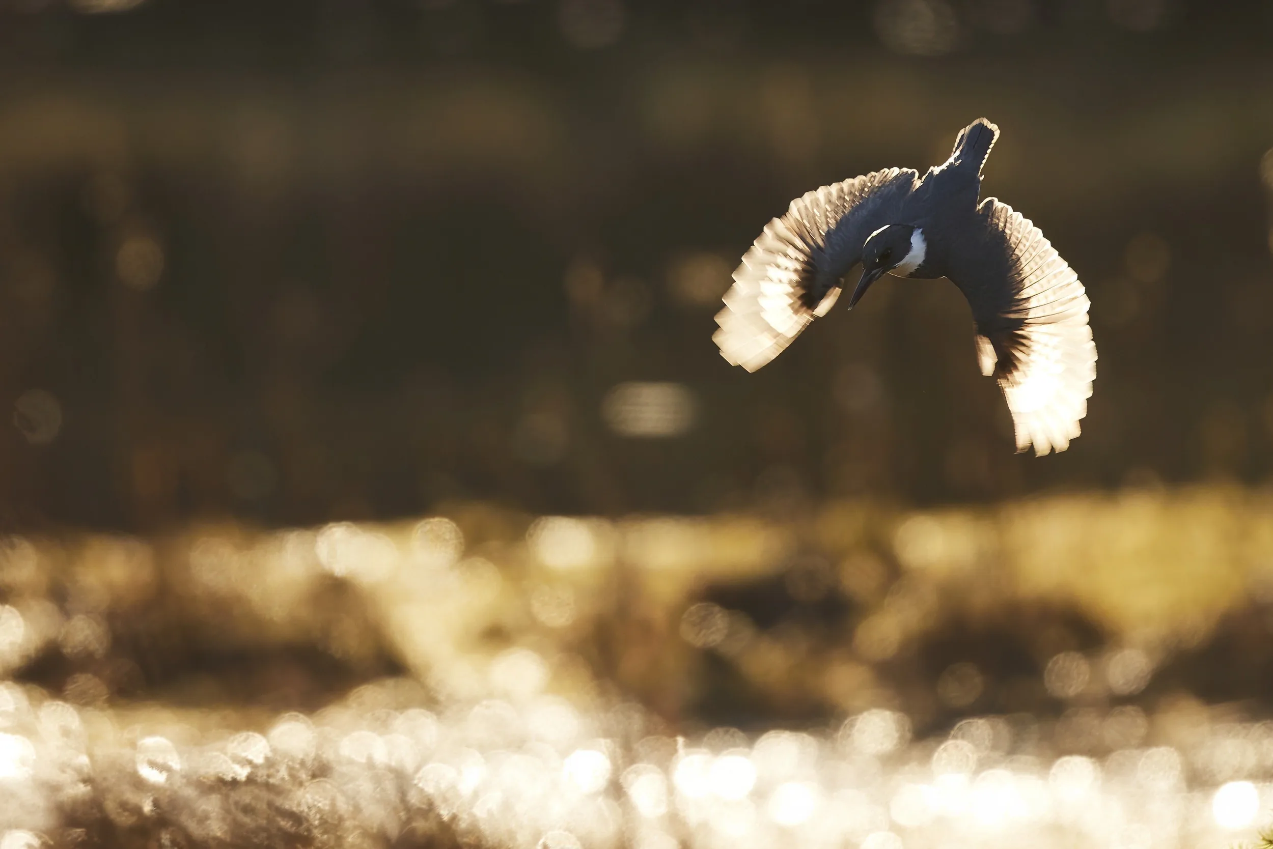 Belted Kingfisher Diving for Fish at Sunset
