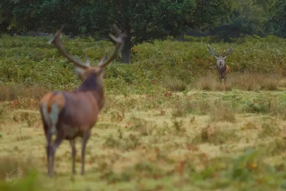 Stag and Rival